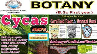 Coralloid Root of CycasAnatomy of Cycas RachisAnatomy of Stem [upl. by Ahsirtap]