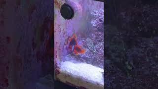 Clownfish🐠 laying eggs and fertilized🐡 clownfish marineaquariumfish layingeggs love [upl. by Crain]