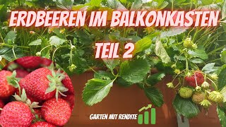 Erdbeeren im Balkonkasten Teil2 Wie Vermehren Substrat Dünger Kastenhalterung und mehr [upl. by Peggi]