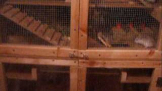 Homemade Hamster Cage [upl. by Adelina]