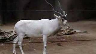 Romping Addax Antelope [upl. by Fatma]