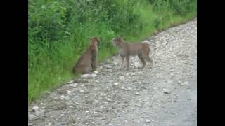 The battle between two bobcats The bobcat screamed [upl. by Nodaj]