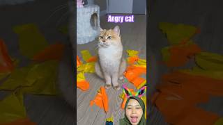 Miau cat marah nya lucu cat funny comedy funnycats shorts [upl. by Etteiram]