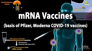 RNA Vaccines mRNA Vaccine  Basis of Pfizer and Moderna COVID19 vaccines Animation [upl. by Ergener748]