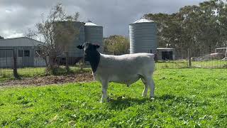 MOUNT GIPPS DORPER RAM SALE 2024  LOT 73 230005 Brummys Blacks [upl. by Atirb]