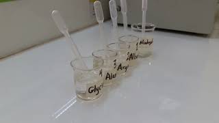 Ninhydrin Test [upl. by Inait]