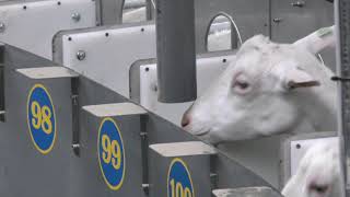 Geiten melkcarrousel dairymaster swiftflo  Goat milking system Dairymaster [upl. by Barden]