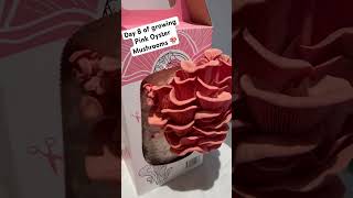 Day 8 of growing Pink Oyster Mushrooms 🍄 🇦🇺 MountyMushies [upl. by Egdirdle]