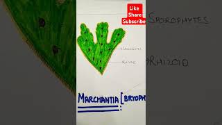 Marchantiabryophytesdiagram biology bio 🌎 [upl. by Winnifred365]