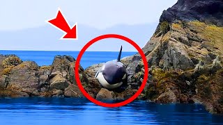 Orca Got Stuck on Rocks and Cried  Then Something Incredible Happened [upl. by Inan]