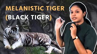 Melanistic Tiger Black Tiger  Environment  UPSC  ClearIAS [upl. by Nnawtna964]