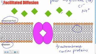 Bio B10  Facilitated Diffusion Passive Transport [upl. by Saddler]