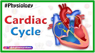 Cardiac cycle animation  Cardiovascular physiology [upl. by Shirk]