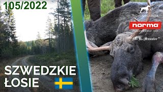 SUDECKA OSTOJA 1052022 Szwedzkie łosie Skandynawia z SO normaprecison Moose [upl. by Westfall13]