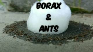 How to Use Borax for Ants [upl. by Kathi]