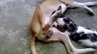 VIDEO DIVERTIDO DE PERRO Y GATO [upl. by Sontich]