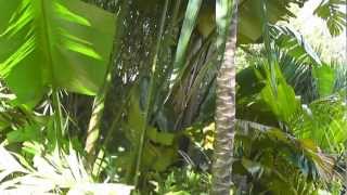 Caryota mitis Fishtail Palm Auckland New Zealand [upl. by Cheri863]