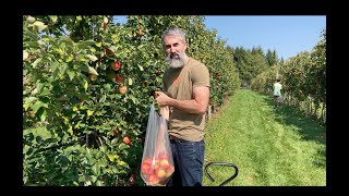 Honeycrisp Apple and Red Raspberry Picking With a Cart [upl. by Eeryk507]