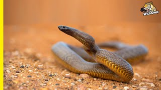 The Inland Taipan Nothing More Dangerous Worlds Most Venomous Snake Inland Taipan Documentary [upl. by Gnoht]