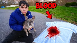 My Dog Found Blood… [upl. by Soutor463]