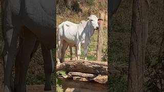 Recria das Bezerras Para Reposição de Matrizes nelore fazenda vaca pecuaria agro roça [upl. by Ier438]