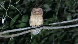 Reddish Scops Owl Otus r rufescens Way Kambas Sumatra Indonesia 30 July 2024 [upl. by Bennet]