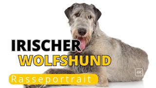 Der Irische Wolfshund sanfter Riese mit langer Geschichte [upl. by Sadnac815]