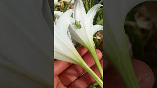 Mantide Religiosa nel fiore di Crinum [upl. by Coady9]