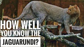 Jaguarundi  Description Characteristics and Facts [upl. by Socher]