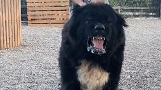 Black Caucasian Shepherd🖤 [upl. by Lehsar]