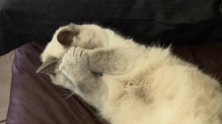 Sleepy Ragdoll Cat On My Bed  PoathTV Cats [upl. by Anehsak]