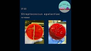 123 Streptococcus agalactiae rerelease [upl. by Suoicerp]