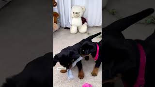 Rottweiler Puppies Playing Time 😍 [upl. by Assital]