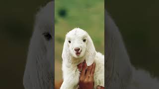 What are the lambs calling animals babylamb goat littlegoat funnyanimal cute littlelamb [upl. by Ojoj871]