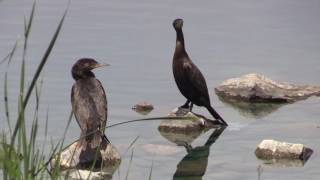 Neotropic Cormorant [upl. by Dumm]