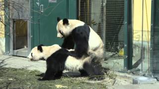 Paarung der Pandas im Tiergarten Schönbrunn 2013  Pandas mating at Vienna Zoo [upl. by Eirojam]