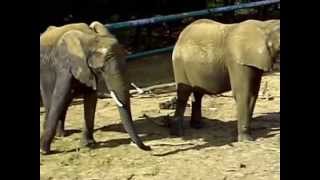 Afrikaanse olifanten  African Elephants Olmense Zoo [upl. by Noved]