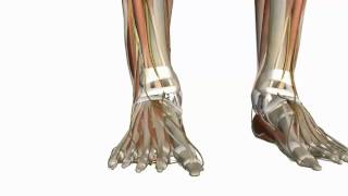 Muscles of the Foot Part 1  3D Anatomy Tutorial [upl. by Aaren588]