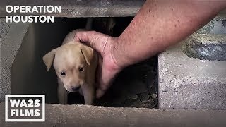 Houston Dog Rescuers Save Homeless Puppies From Under House  Hope For Dogs [upl. by Gathers43]