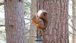 Scottish Red Squirrel feeding in Creag Choinnich Woods around Braemar Scotland in April 2022 [upl. by Derwood]