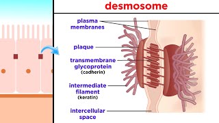 Types of Tissue Part 1 Epithelial Tissue [upl. by Nahseez]