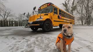 🚌🐕‍🦺School Bus and Cute Dog under the snow❄️ [upl. by Earehs]