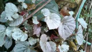 Rex Begonia with silver color leaves [upl. by Pincus]