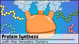 Protein Synthesis Updated [upl. by Amory551]