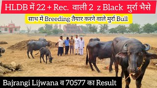 🌋HLDB में 22  Rec वाली 2 z Black मुर्रा भैसे व Breeding के लिए 2 Bull 70577 का Result [upl. by Lemcke]