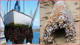 INCREDIBLE AND INGENIOUS Barnacles Removing From ShipSATISFYING Barnacles Removing Proces3 [upl. by Ravaj]