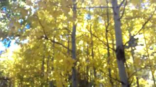 Quaking Aspen trees [upl. by Seadon103]