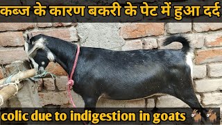 बकरी मे पेट दर्द की समस्या को दूर करे  colic in goats  ruminal acidosis in goats 🐐 colic [upl. by Fia371]