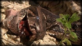 Alligator killed Python 01 Dangerous Animals [upl. by Boarer]