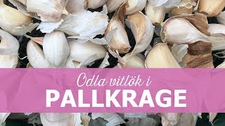 Plantera vitlök i pallkrage [upl. by Itnaihc]